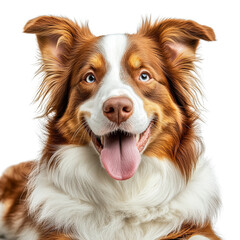 Playful Dog with Fluffy Fur and Bright Blue Eyes in a Studio Setting