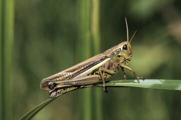 Sumpfschrecke Grasshopper (Mecostethus grossus), female