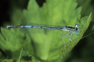 White-legged Damselfly (Platycnemis pennipes), male