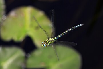 Southern Hawker (Aeshna cyanea) flying above water lily leaves, male