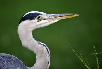Grey Heron (Ardea cinerea), portrait