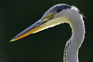 Grey Heron (Ardea cinerea), portrait