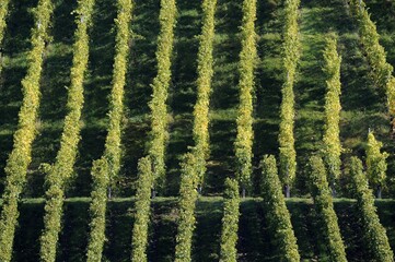 Grapevines, vineyards, Stuttgart, Baden-Wuerttemberg, Germany, Europe