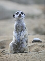 Meerkat or suricate (Suricata suricatta)