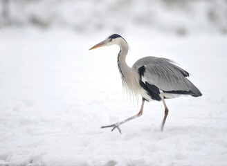 Grey Heron (Ardea cinerea) in the snow