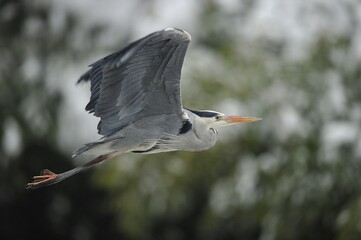 Flying Grey Heron (Ardea cinerea)