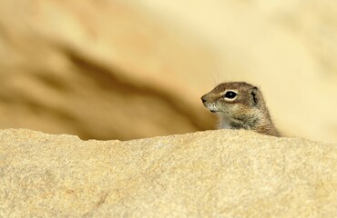 Barbary Ground Squirrel (Atlantoxerus getulus), Fuerteventura, Canary Islands, Spain, Europe