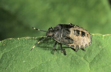 Stink Bug (Rhaphigaster nebulosa), larvae