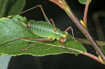 Saw-tailed Bush-cricket (Barbitistes serricauda), female