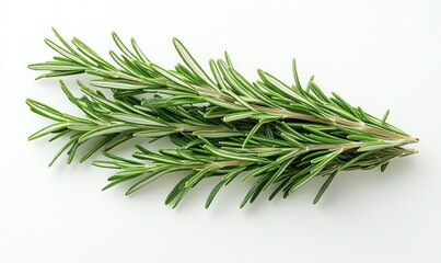 Fototapeta premium Fresh rosemary sprigs on white background for culinary use (1)