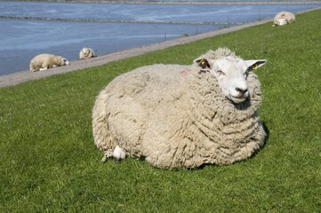 Fototapeta premium Sheep on a dyke on Nordstrand Island, Schleswig-Holstein, Germany, Europe