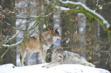 Mackenzie Valley Wolf, Alaskan Tundra Wolf or Canadian Timber Wolf (Canis lupus lycaon), two wolves in the snow