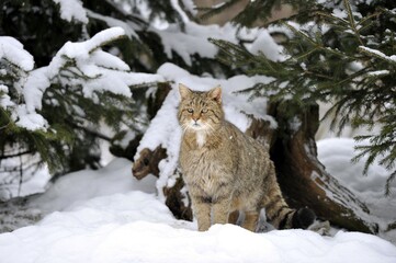Wildcat (Felis silvestris) in winter