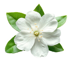 Obraz premium Beautiful white flower with green leaves isolated on a transparent background