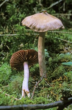 Cortinarius subsertipes, cortinar or webcap mushrooms