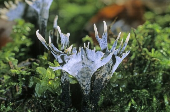 Candlestick fungus, Candlesnuff fungus, Carbon antlers, or Stag's horn fungus (Xylaria hypoxylon)