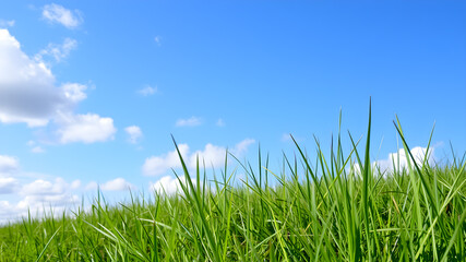 Fototapeta premium Green grass and blue sky with white clouds