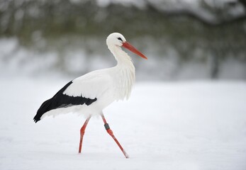 White Stork (Ciconia ciconia) in winter