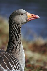 Gray goose grey goose greylag goose (Anser anser) portrait