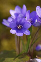 Fototapeta premium Flowering Kidneywort Liverwort Liverleaf Pennywort Common Hepatica (Hepatica nobilis) (Anemone hepatica) protected species medicinal plant