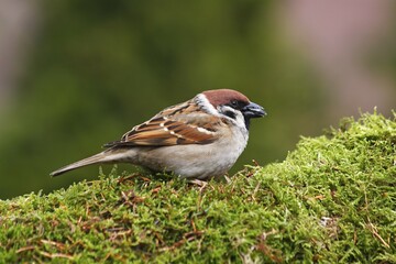 Tree sparrow (Passer montanus) eating sunflower seeds