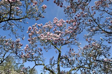 Saucer Magnolia (Magnolia x soulangeana), Amabilis cultivated form