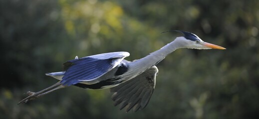 Grey Heron (Ardea cinerea in) flying