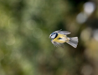 Blaumeise (Cyanistes caeruleu)