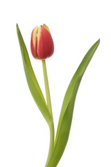 Tulip (Tulipa)