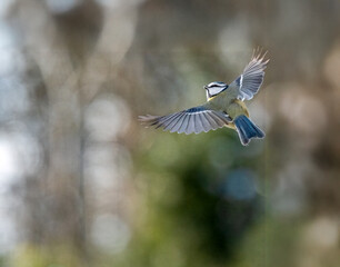 Blaumeise (Cyanistes caeruleu)