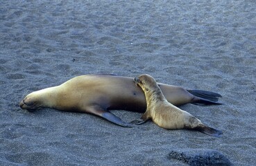 Fototapeta premium Galapagos Sea Lions (Zalophus californianus wollebaeki)