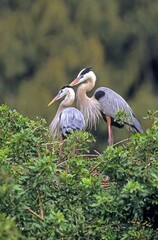 Great Blue Heron (Ardea herodias)
