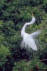 Great Egret (Casmerodius albus)