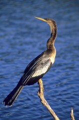 Snakebird, Darter, American Darter, or Water Turkey (Anhinga anhinga)
