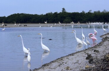 Great Egret (Casmerodius albus), Snowy Egret (Egretta thula) and Roseate Spoonbill (Ajaia ajaia)