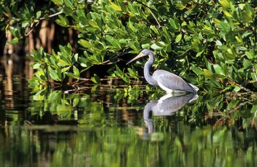 Tricolored Heron (Egretta tricolor)