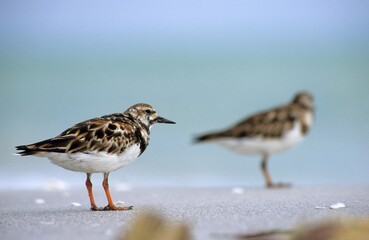 Ruddy Turnstone (Arenaria interpres)