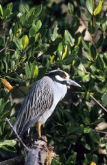 Yellow-crowned Night Heron, American Night Heron or squawk (Nycticorax violaceus)