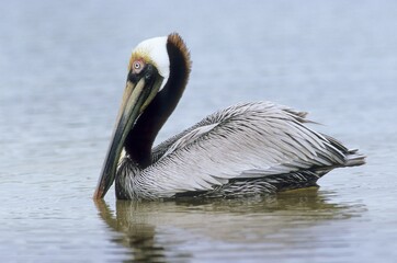 Brown Pelican (Pelecanus occidentalis)