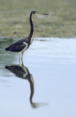 Tricolored heron (Egretta tricolor)