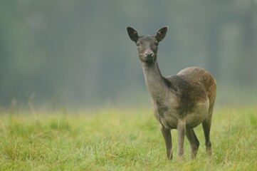 Fallow Deer (Dama dama)