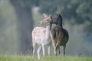 Fallow deer (Dama dama)