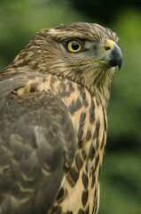 Northern goshawk (Accipiter nisus), juvenile