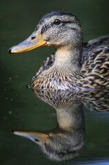 Mallard (Anas platyrhinchos)