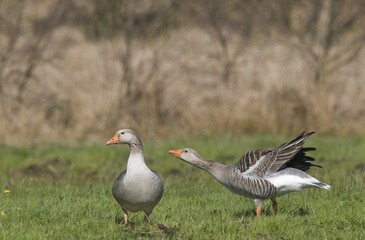 Greylag geese (Anser anser)