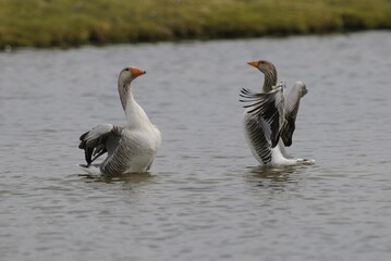 Greylag geese (Anser anser)