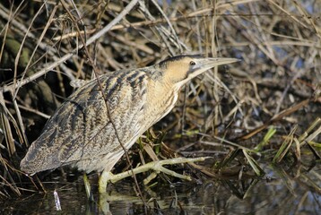 Eurasian Bittern or Great Bittern (Botaurus stellaris)