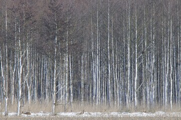 Obraz premium Snowy Alder trees (Alnus glutinosa) and Roe deer (Capreolus capreolus)