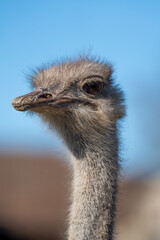 Close-Up of a curious Ostrich at a farm in Switzerland 