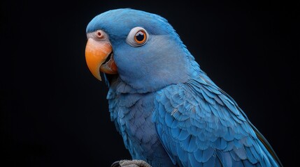 Obraz premium Blue Budgie Close-up, Blue Ring-necked Parakeet